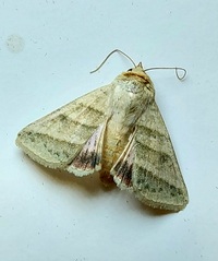 Chloridea virescens