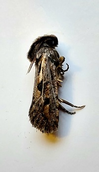 Acrolophus popeanella