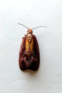 Zomaria rosaochreana