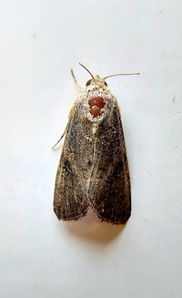 Spodoptera exigua