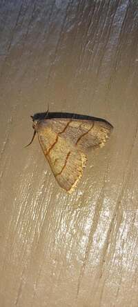 Hemeroplanis new species 1 nr. obliqualis