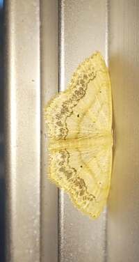 Scopula limboundata