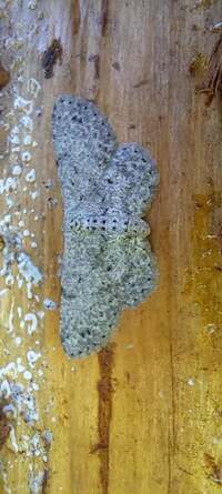Glena cribrataria