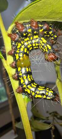 Datana major