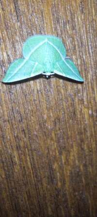 Dichorda iridaria
