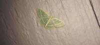 Chlorochlamys chloroleucaria