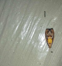 Zomaria rosaochreana