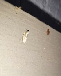 Platphalonidia magdalenae