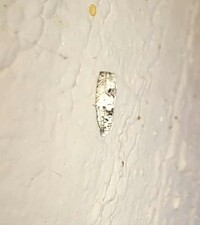 Epiblema alba