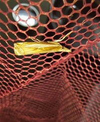 Crambus praefectellus