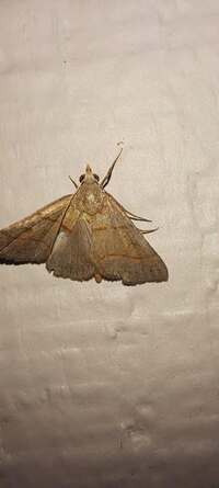 Hemeroplanis new species 1 nr. obliqualis