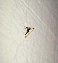 Caloptilia violacella