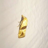Eugnosta sartana