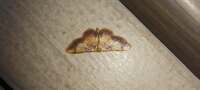 Idaea demissaria