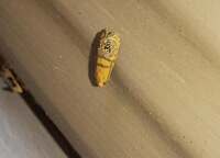 Pelochrista fraudabilis