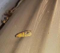 Pelochrista fraudabilis