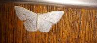 Idaea tacturata