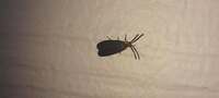 Acoloithus falsarius