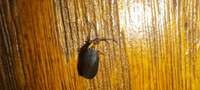Acoloithus falsarius