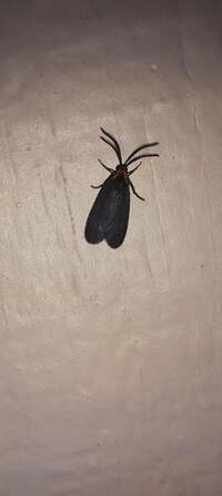 Acoloithus falsarius