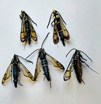 Synanthedon exitiosa