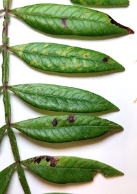 Stigmella intermedia