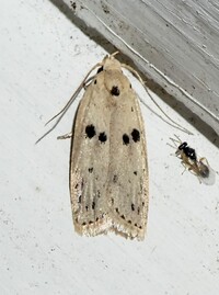 Scythropiodes issikii
