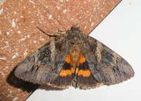 Catocala piatrix