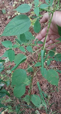 Patania silicalis