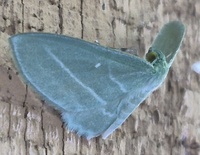 Dyspteris abortivaria