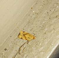 Clepsis peritana
