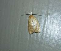 Sparganothoides lentiginosana