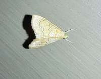 Glaphyria sesquistrialis