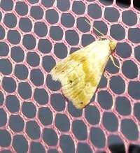 Eublemma minima