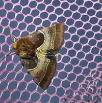 Schinia arcigera