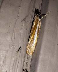 Crambus praefectellus