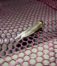 Parapediasia decorellus