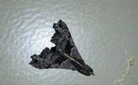 Palthis asopialis