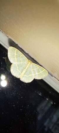 Chlorochlamys chloroleucaria