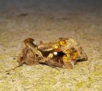 Chrysodeixis includens