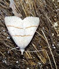 Hemeroplanis new species 1 nr. obliqualis