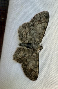 Glenoides texanaria