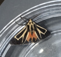 Apantesis carlotta