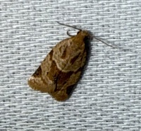 Clepsis peritana