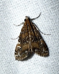 Elophila gyralis