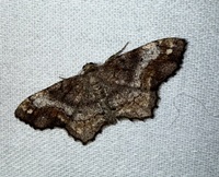 Hypagyrtis unipunctata