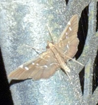 Diathrausta harlequinalis
