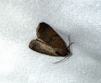 Athetis tarda
