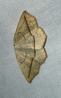 Eusarca confusaria