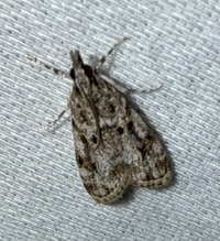 Eudonia heterosalis